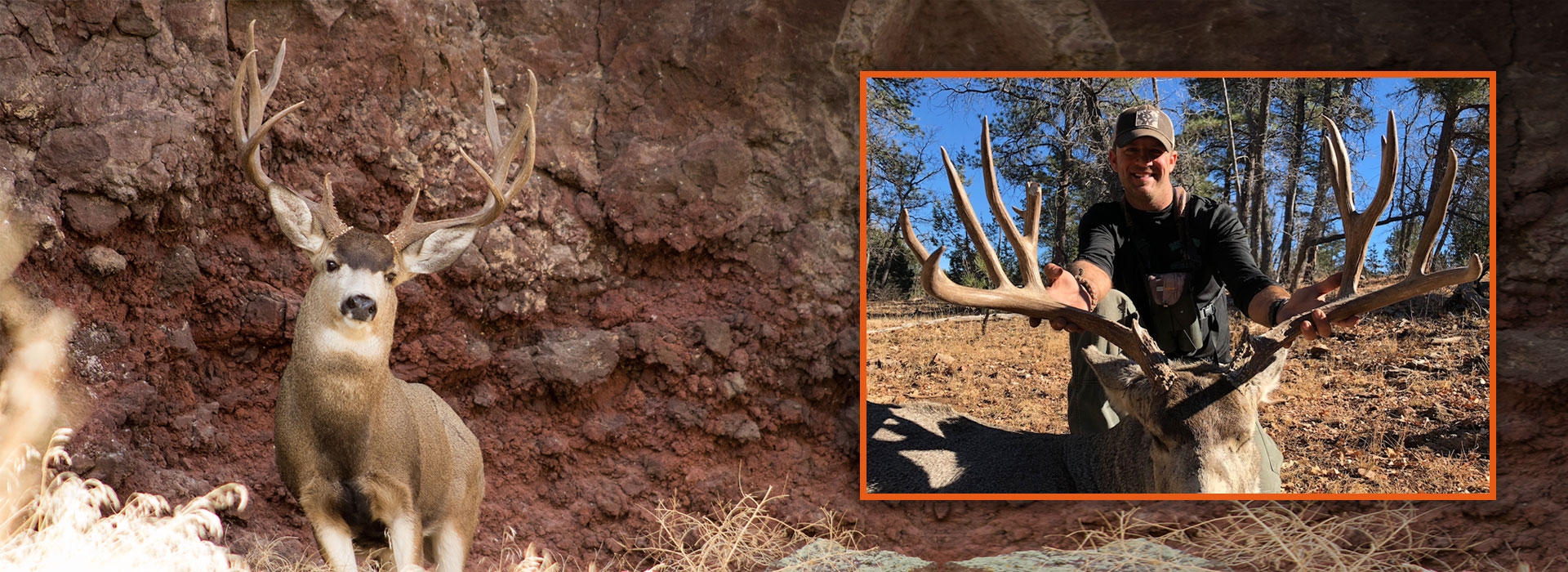 Trophy Mule Deer
