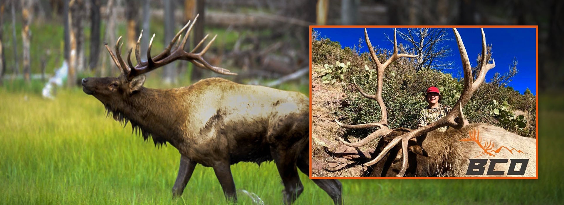 Trophy Elk Hunts