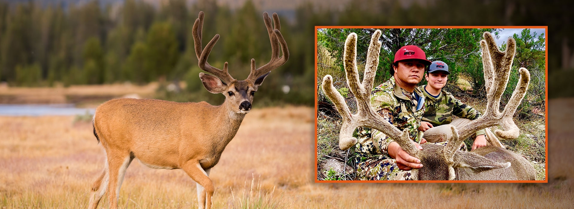 Monster Mule Deer