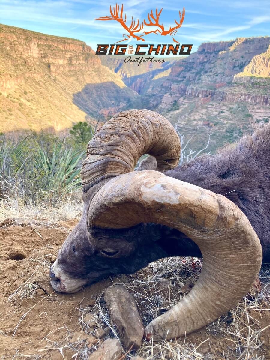 Arizona Bighorn Sheep Hunting Outfitter 
