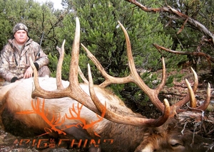 Elk Photos